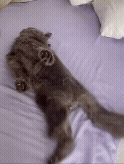 Milo during a seizure — donations help fund his epilepsy treatment